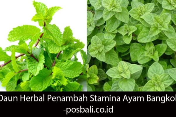 Daun penggemuk ayam di Petang, Badung