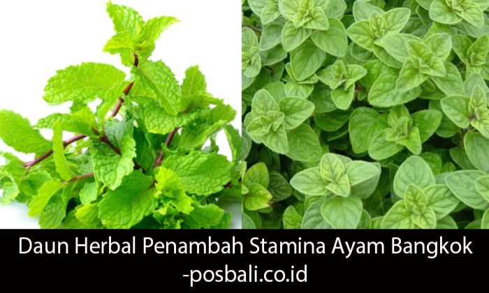 Daun Herbal Penambah Stamina Ayam Bangkok Daun penggemuk ayam di Sinjai Timur, Sinjai