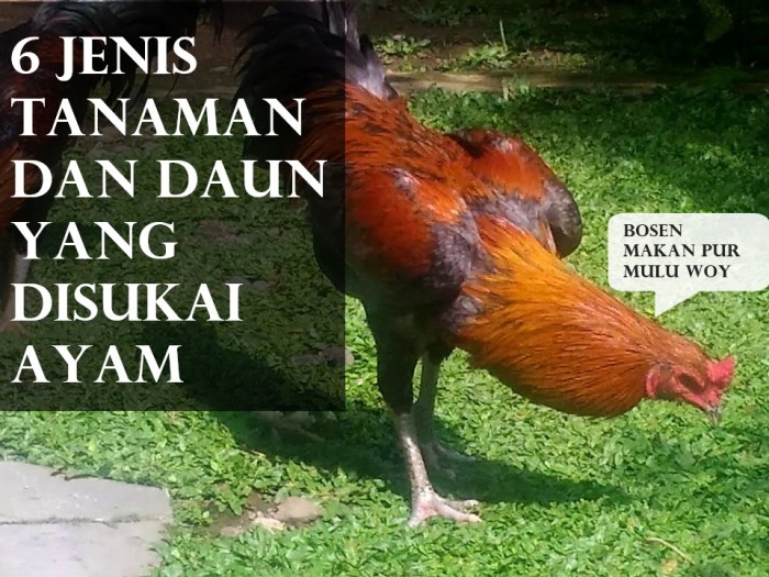 6 Daun yang Disukai Ayam, Sebagai Pakan Alternatif - Beternak Dirumah Daun penggemuk ayam di Dangia, Kolaka Timur