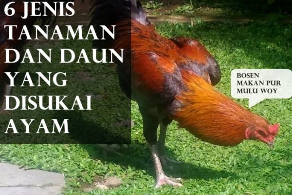 Daun penggemuk ayam di Semau Selatan, Kupang