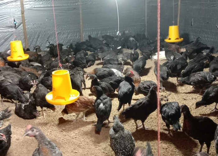 Ternak Ayam Kampung, Program Ketahanan Pangan Pekon Tigajaya Menarik ... Ternak Ayam Kampung, Program Ketahanan Pangan Pekon Tigajaya Menarik ...