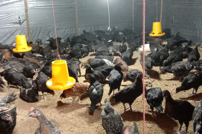 Peternakan Ayam Kampung – LPB Pama Kite Gale Peternakan Ayam Kampung – LPB Pama Kite Gale