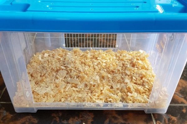 Kandang reptil, hamster, gecko, landak Travel Box