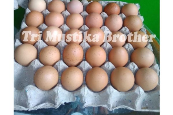 Ayam layer di Tebo Ulu, Kabupaten Tebo