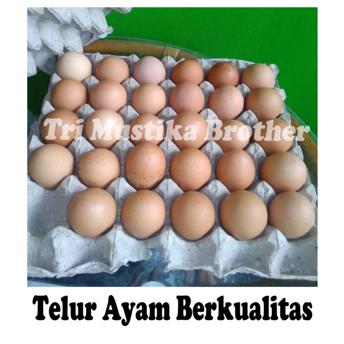 Ayam layer di Tebo Ulu, Kabupaten Tebo