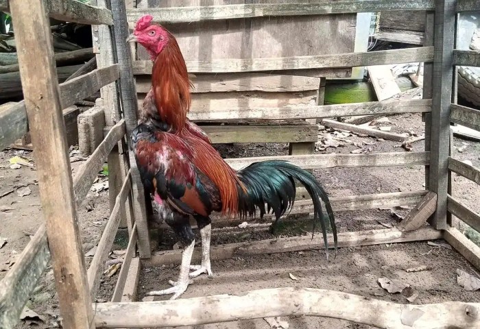 Ayam ternak di Candimulyo, Magelang