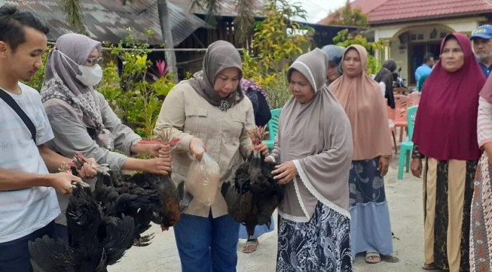Bantu 125 Keluarga, Ketua DPRD Pariaman Bagikan Ribuan Ayam Petelur ... Bantu 125 Keluarga, Ketua DPRD Pariaman Bagikan Ribuan Ayam Petelur ...