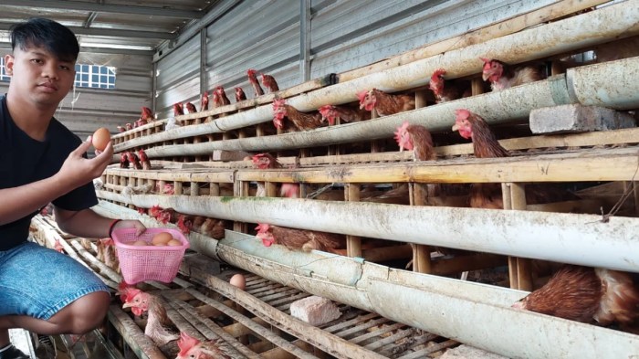 Cara Ternak Ayam Petelur, Bantu Ekonomi Keluarga – Radar Cirebon ID Ternak ayam petelur di Aimere, Ngada