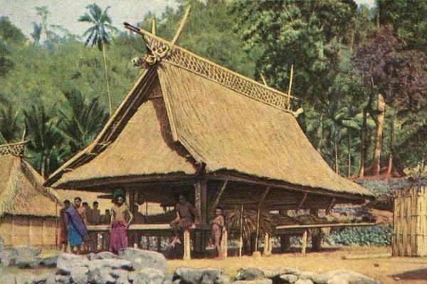 Daun penggemuk ayam di Demon Pagong, Flores Timur