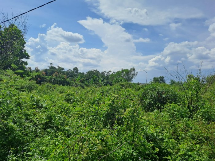 daun ketum ayam daun ketum ayam