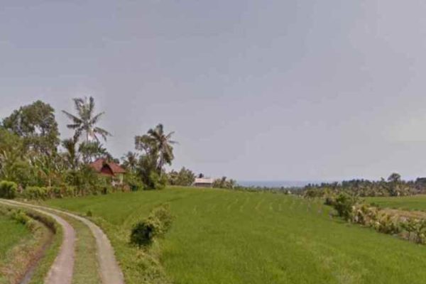 Daun penggemuk ayam di Selemadeg Timur, Tabanan