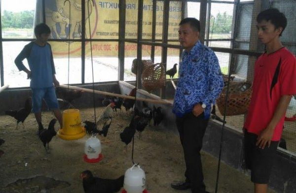 Daun penggemuk ayam di Seko, Luwu Utara