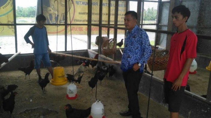 Daun penggemuk ayam di Seko, Luwu Utara