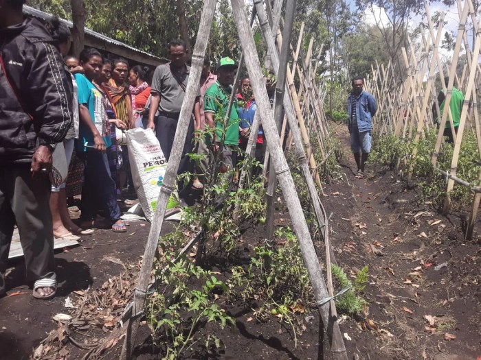 Daun penggemuk ayam di Golewa Barat, Ngada