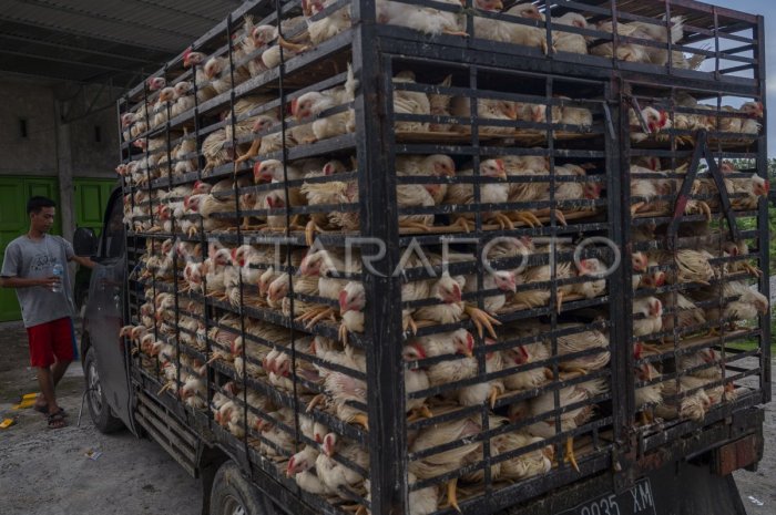 DISTRIBUSI AYAM PEDAGING ANTARKOTA | ANTARA Foto Ternak ayam pedaging di Padang Jaya, Bengkulu Utara