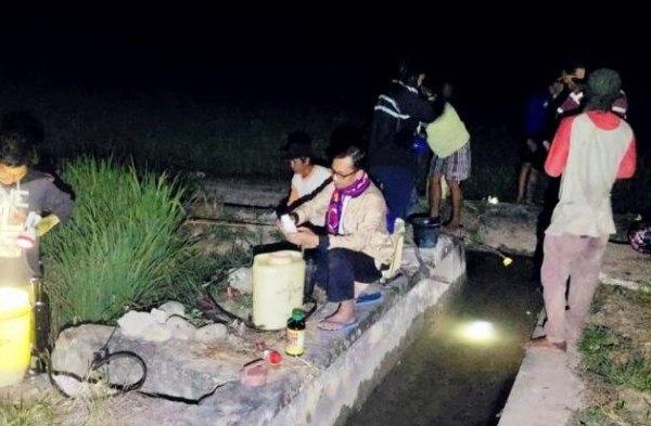 Daun penggemuk ayam di Tana Lili, Luwu Utara