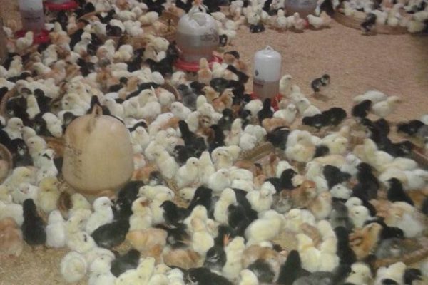 Ayam layer di Pesisir Bukit, Kota Sungai Penuh