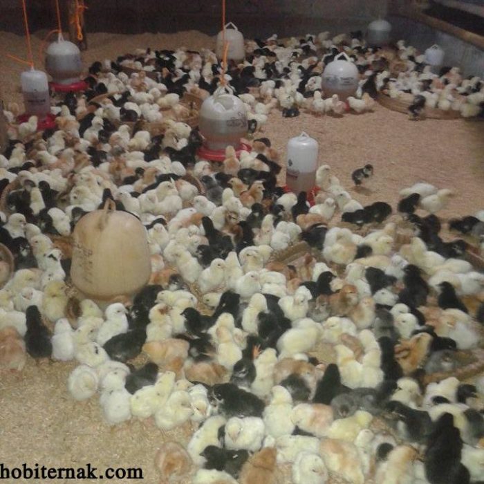 Pemeliharaan Ayam Kampung Super Dengan Cara Semi Intensif dan Perbedaan ... Ayam layer di Pesisir Bukit, Kota Sungai Penuh