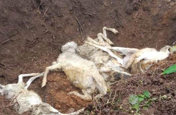 Daging kambing di Tretep, Temanggung