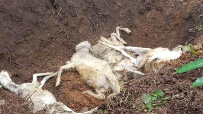 Daging kambing di Tretep, Temanggung