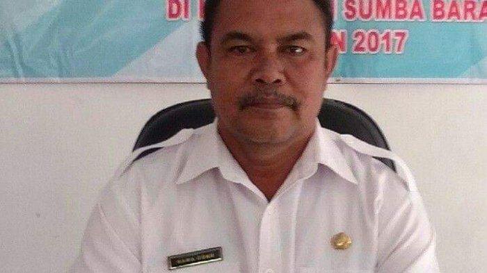 Tips Sukses Ternak Ayam Petelur Rumahan Terbukti Menghasilkan