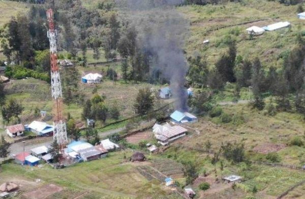 Daun penggemuk ayam di Ilaga Utara, Kab. Puncak
