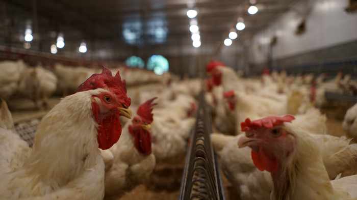 Informasi terbaru seputar perkembangan di bidang pertanian, peternakan ... Informasi terbaru seputar perkembangan di bidang pertanian, peternakan ...