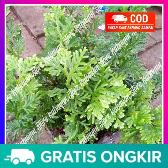 Daun penggemuk ayam di Tanggetada, Kolaka