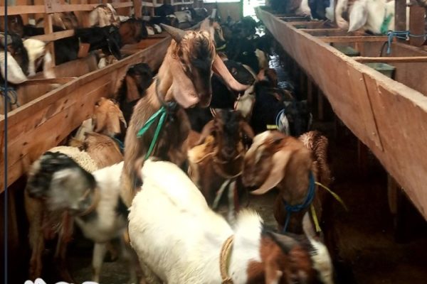 Daging kambing di Simokerto, Surabaya