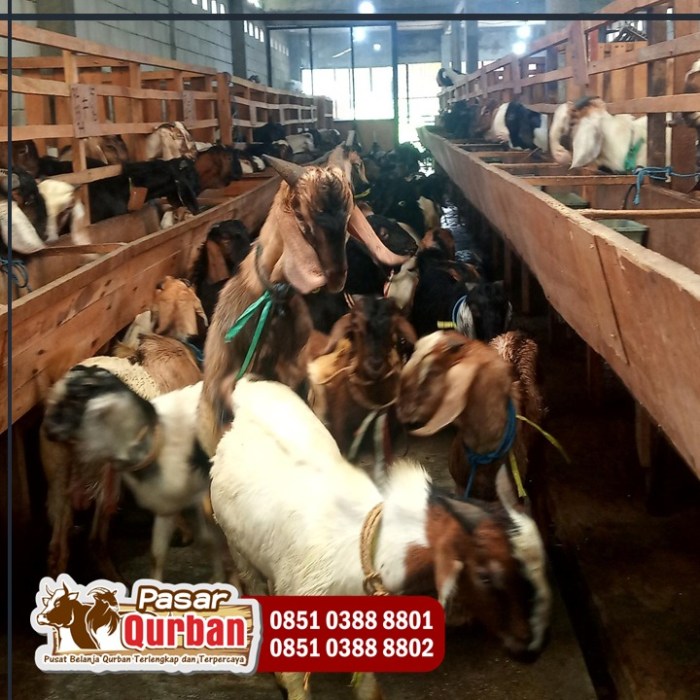 PASAR KAMBING TERBESAR DI PROVINSI LAMPUNG//PASAR KAMBING ADI JAYA ... Daging kambing di Tosari, Pasuruan