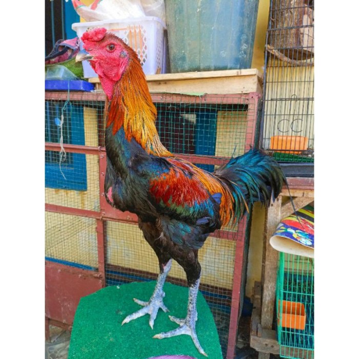 Ayam pelung jumbo di Pundong, Bantul