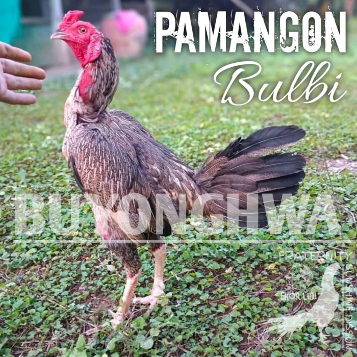 Daun penggemuk ayam di Poleang, Bombana