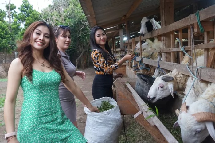 Daging kambing di Pundong, Bantul