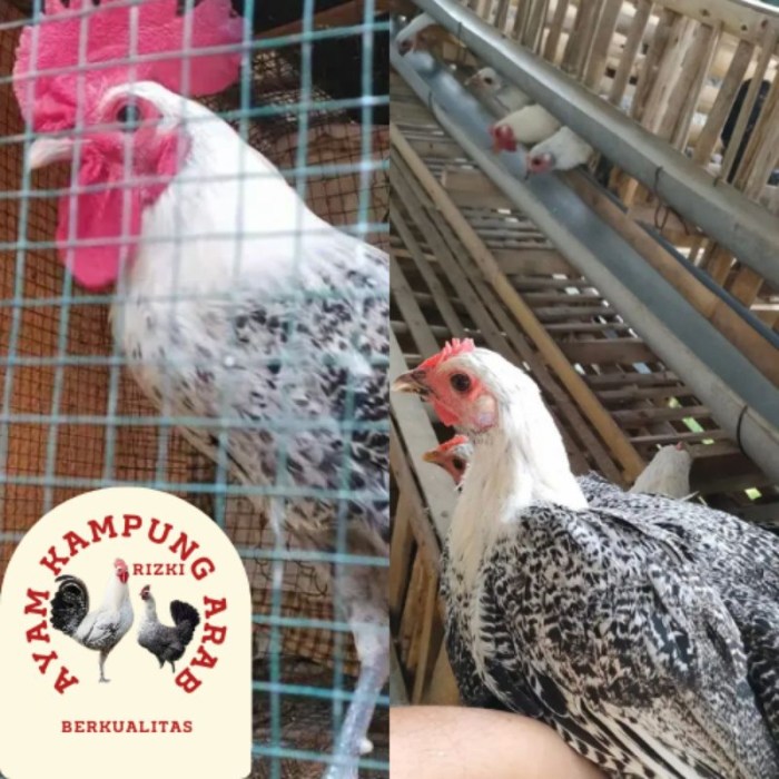 Peta Kelurahan Johar Baru - BLU PUSKESMAS JOHAR BARU Ayam arab di Johar Baru, Jakarta Pusat
