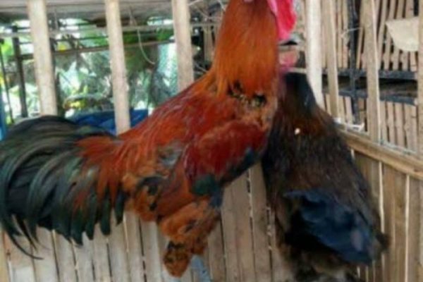 Jual Telur ayam pelung jumbo siap ditetaskan original fress Indonesia ...