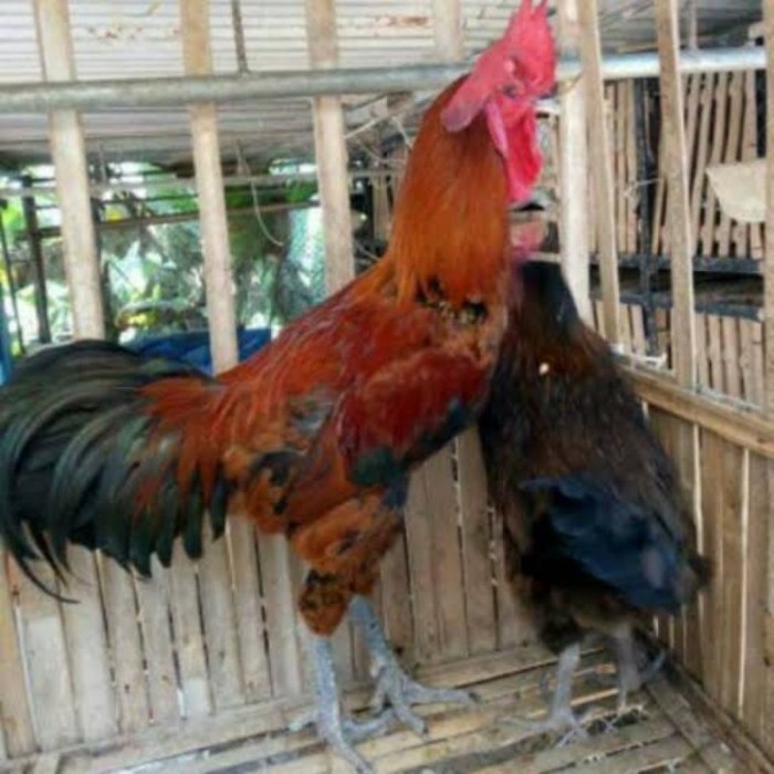 JUAL AYAM PELUNG BANTUL