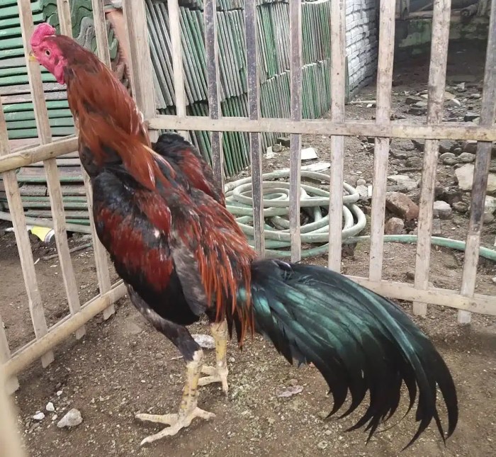 Jual Ayam Merah Fresh Rijek 45rb Per Ekor Masih Lgkap Jeroan/ayam Merah ... Jual Ayam Merah Fresh Rijek 45rb Per Ekor Masih Lgkap Jeroan/ayam Merah ...