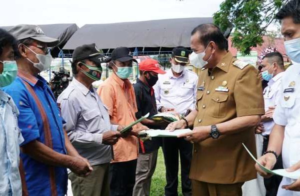 Daun penggemuk ayam di Walenrang, Luwu
