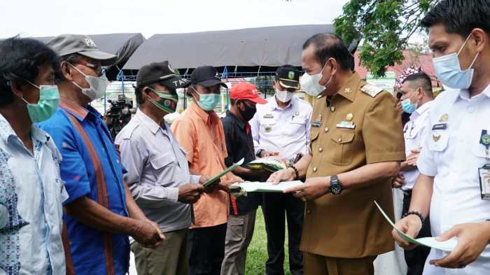 Daun penggemuk ayam di Walenrang, Luwu