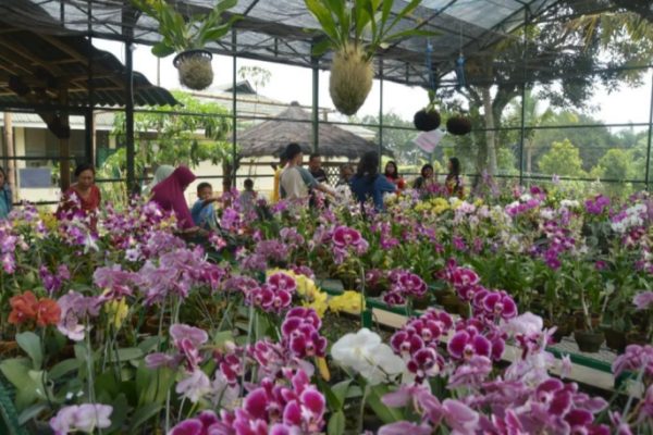 Daging kambing di Kaliwates, Jember