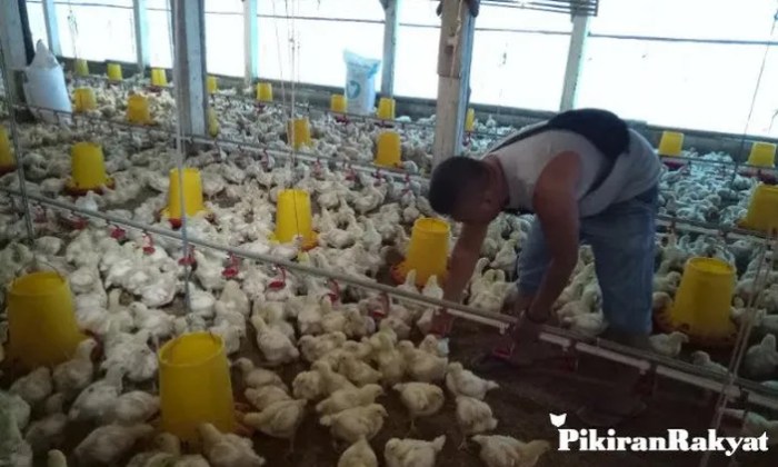 Ayam layer di Renah Mendaluh, Kabupaten Tanjung Jabung Barat