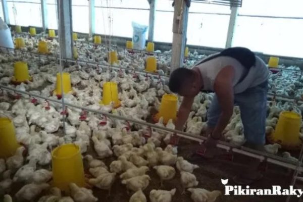 Ayam ternak di Sitiung, Kabupaten Dharmasraya