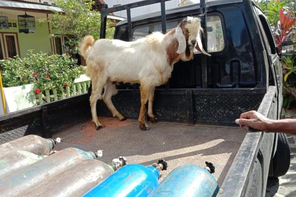 Daging kambing di Punung, Pacitan