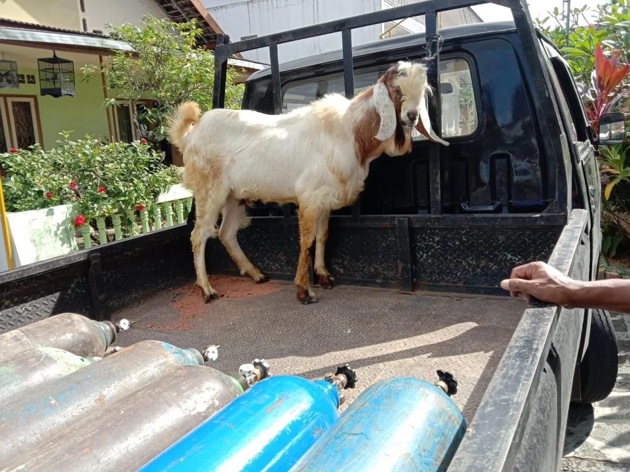 Daging kambing di Punung, Pacitan