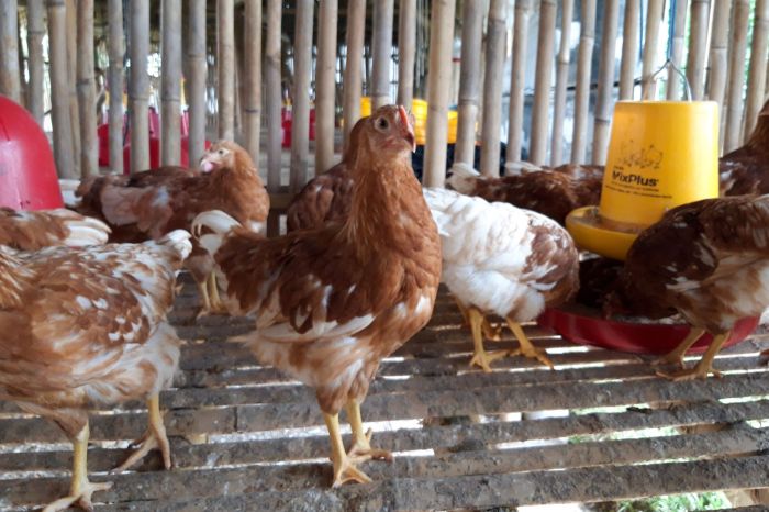 Harga Ayam Afkir Petelur Yang Menguntungkan Bisa Diprediksi Ayam afkir di Kandanghaur, Indramayu