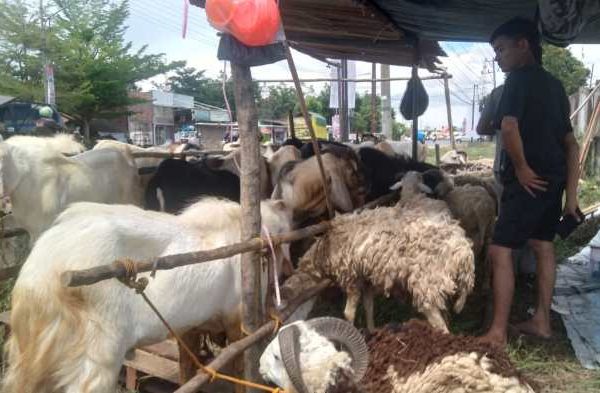 Daging kambing di Pengandonan, Ogan Komering Ulu