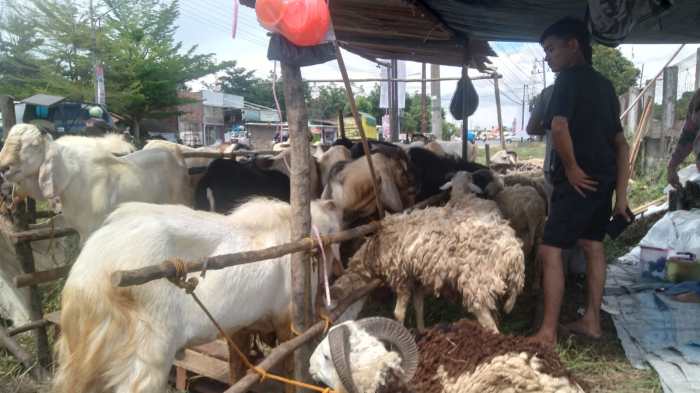 Daging kambing di Indralaya Utara, Ogan Ilir