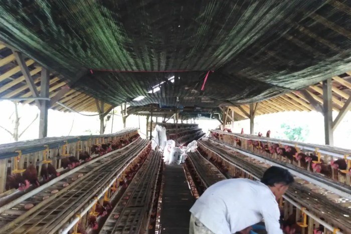 Tambak Udang Bumi Dipasena || Rawa jitu || Tulang bawang #tambakudang # ...