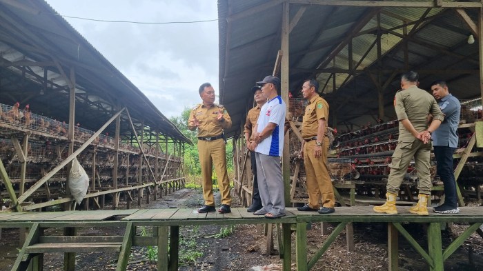 Kampung Ayam Petelur di Ciamis Capai Omzet Rp 500 Juta per Hari ... Ternak ayam petelur di Batang Hari Nuban, Lampung Timur
