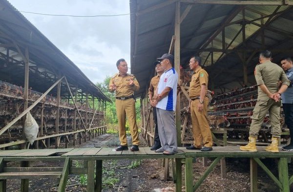 Ternak ayam petelur di Batang Hari Nuban, Lampung Timur